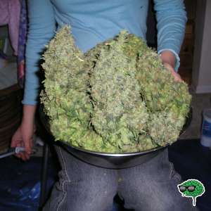 Big Bud
