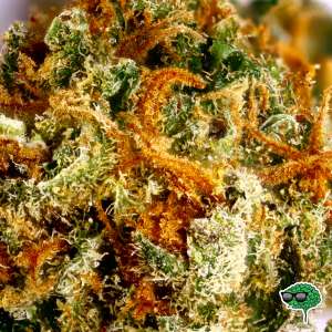 Blue Crack