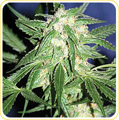 Cannadential