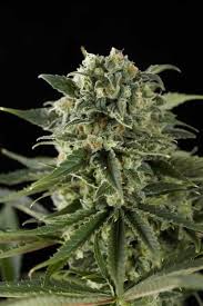 Critical Haze