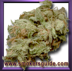 G13 Haze