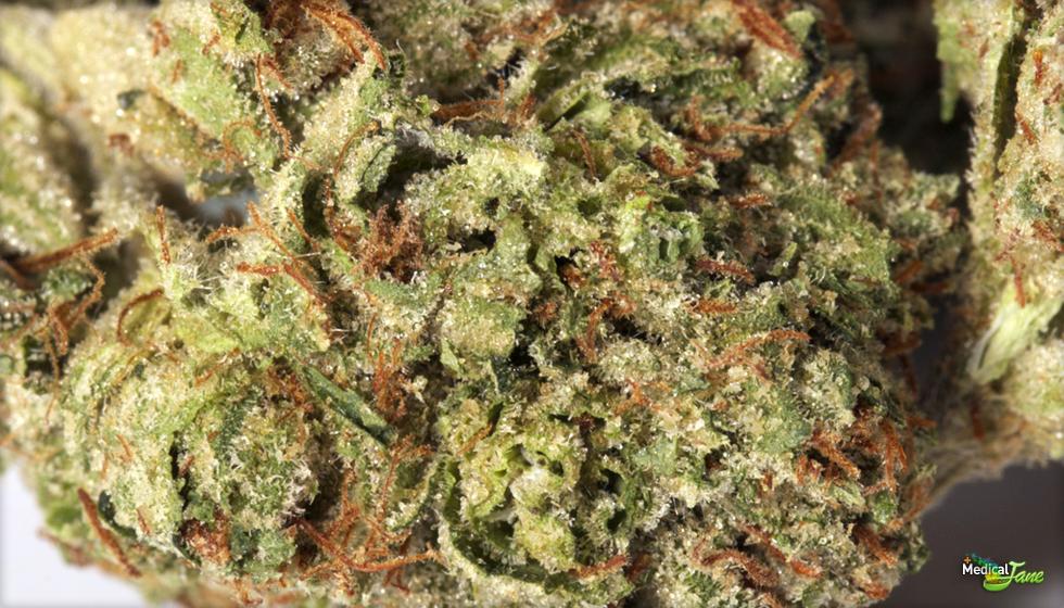 Godfather OG