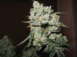 Jesus OG