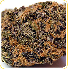 Lavender Kush