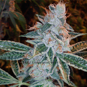 Lemon OG