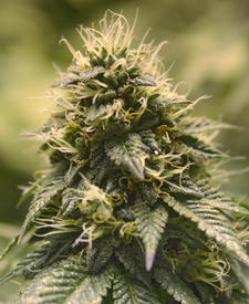 Lemon Wreck