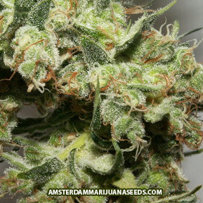 NYC Diesel