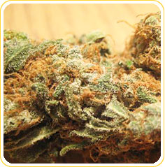 Orange Crush