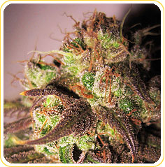 Purple AK-47