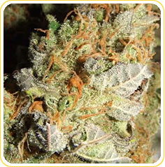 Querkle