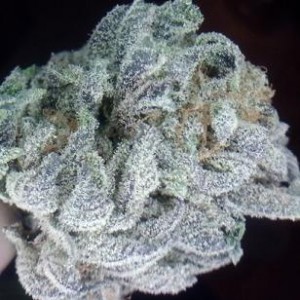 Raspberry Kush