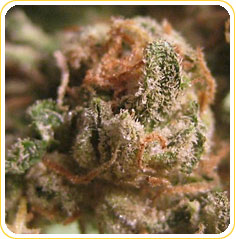 Sour Grape