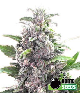 THC Bomb